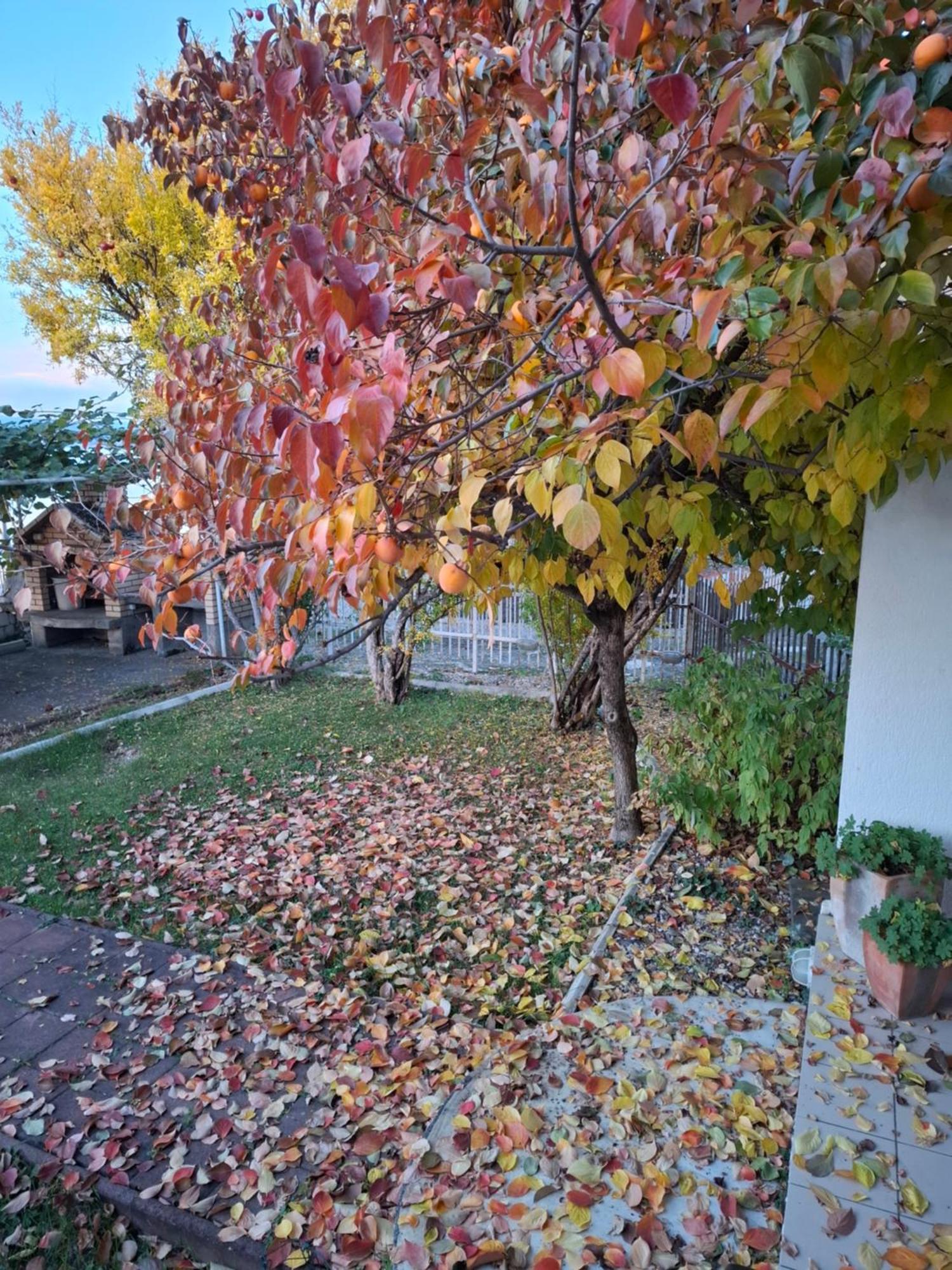 Apartments Villa Boris Ohrid Buitenkant foto